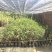 人心果高压苗，产地直供，质量保证，当年种当年结果