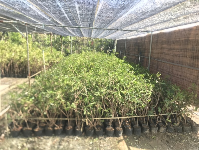 人心果高压苗，产地直供，质量保证，当年种当年结果