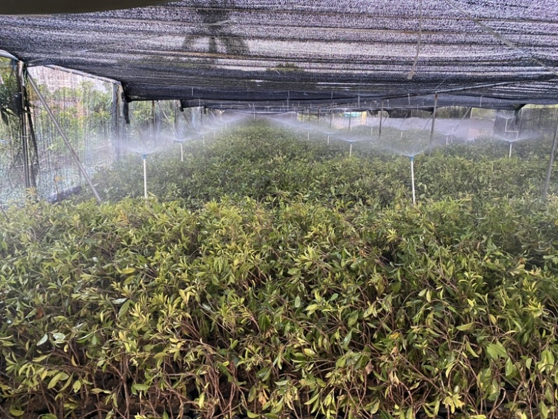 人心果高压苗，产地直供，质量保证，当年种当年结果