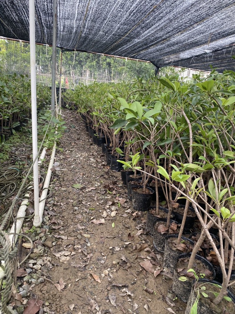 人心果高压苗，产地直供，质量保证，当年种当年结果