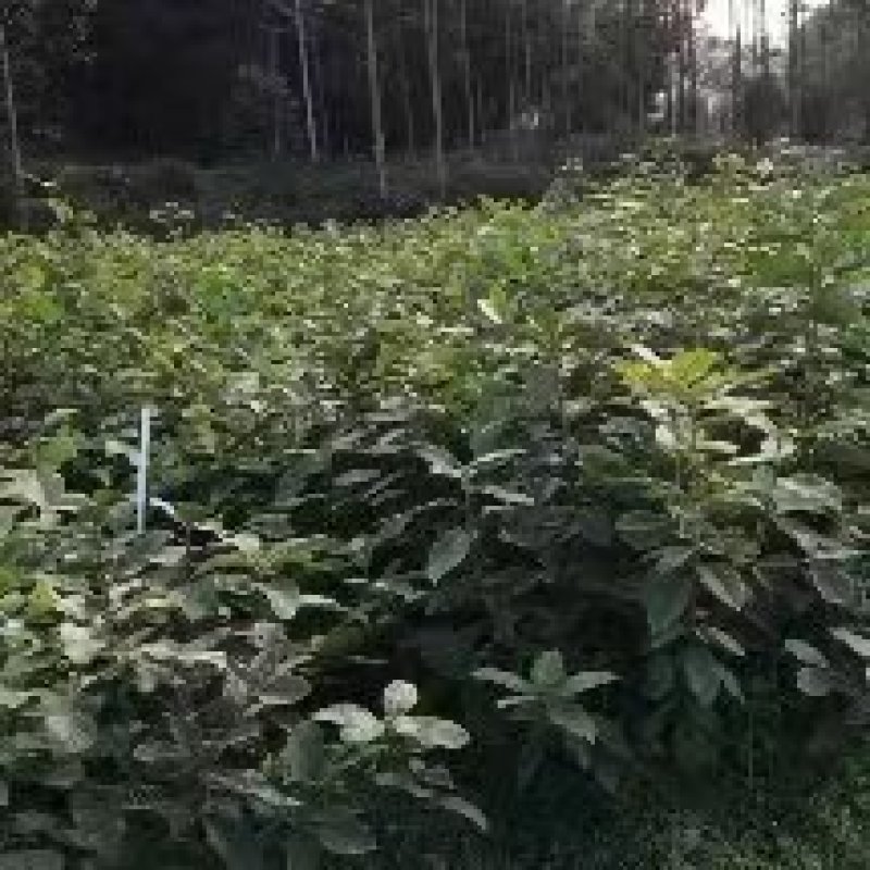 风流果苗常年供应品质保障欢迎全国客户前来订购