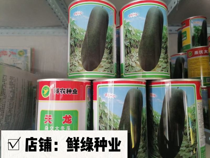 北京中蔬“一串铃4号”冬瓜早熟单瓜重1.5-2.5KG