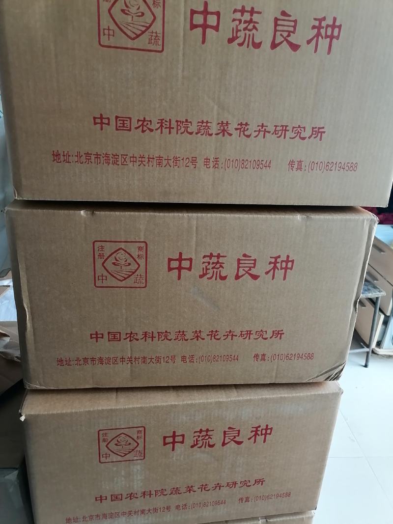 北京中蔬“一串铃4号”冬瓜早熟单瓜重1.5-2.5KG