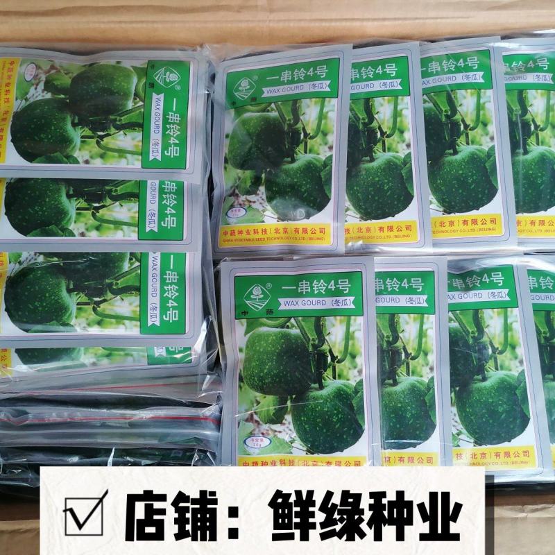 北京中蔬“一串铃4号”冬瓜早熟单瓜重1.5-2.5KG