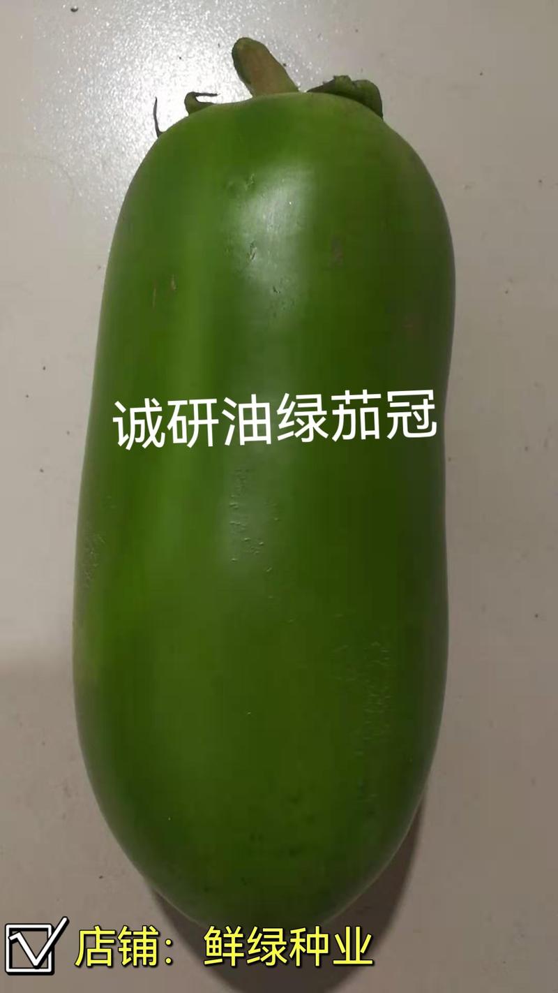 诚研麦茬茄王：青茄耐高温、抗病优、丰产佳