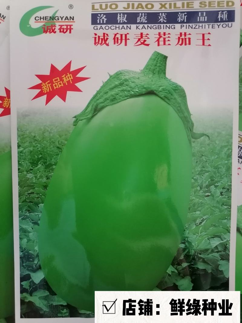 诚研麦茬茄王：青茄耐高温、抗病优、丰产佳
