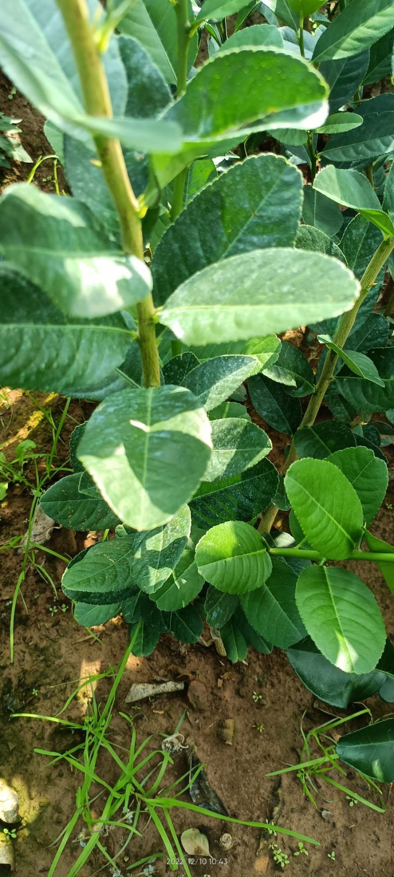 广东香水柠檬苗