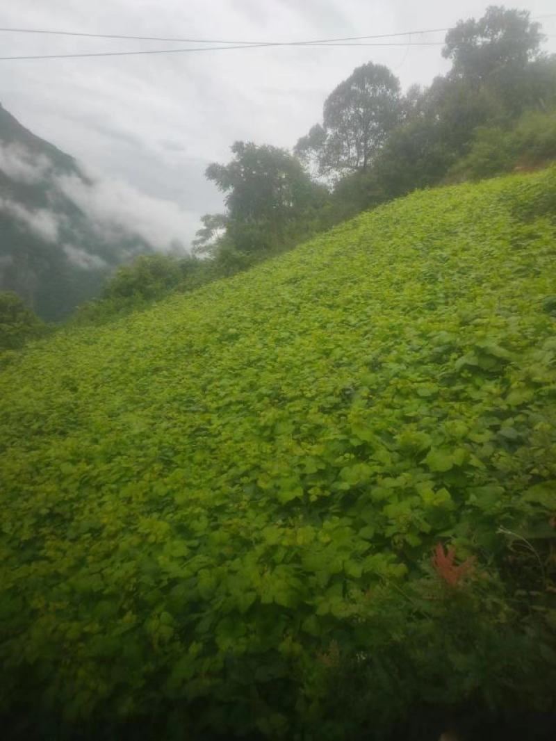 土瓜凉薯