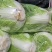 大量大白菜精品，欢迎老板采购！