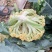 尚品橙100天F1茶花种子花球松大球面橙黄色口感甜脆3斤