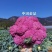 尚品橙100天F1茶花种子花球松大球面橙黄色口感甜脆3斤
