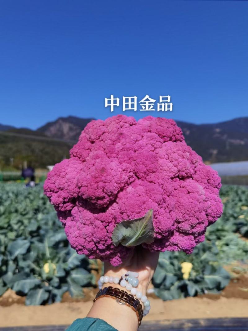 尚品橙100天F1茶花种子花球松大球面橙黄色口感甜脆3斤