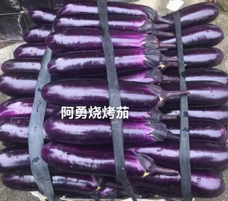 阿勇茄子紫红长茄子种子进口品种结果多不退色亩产2万斤