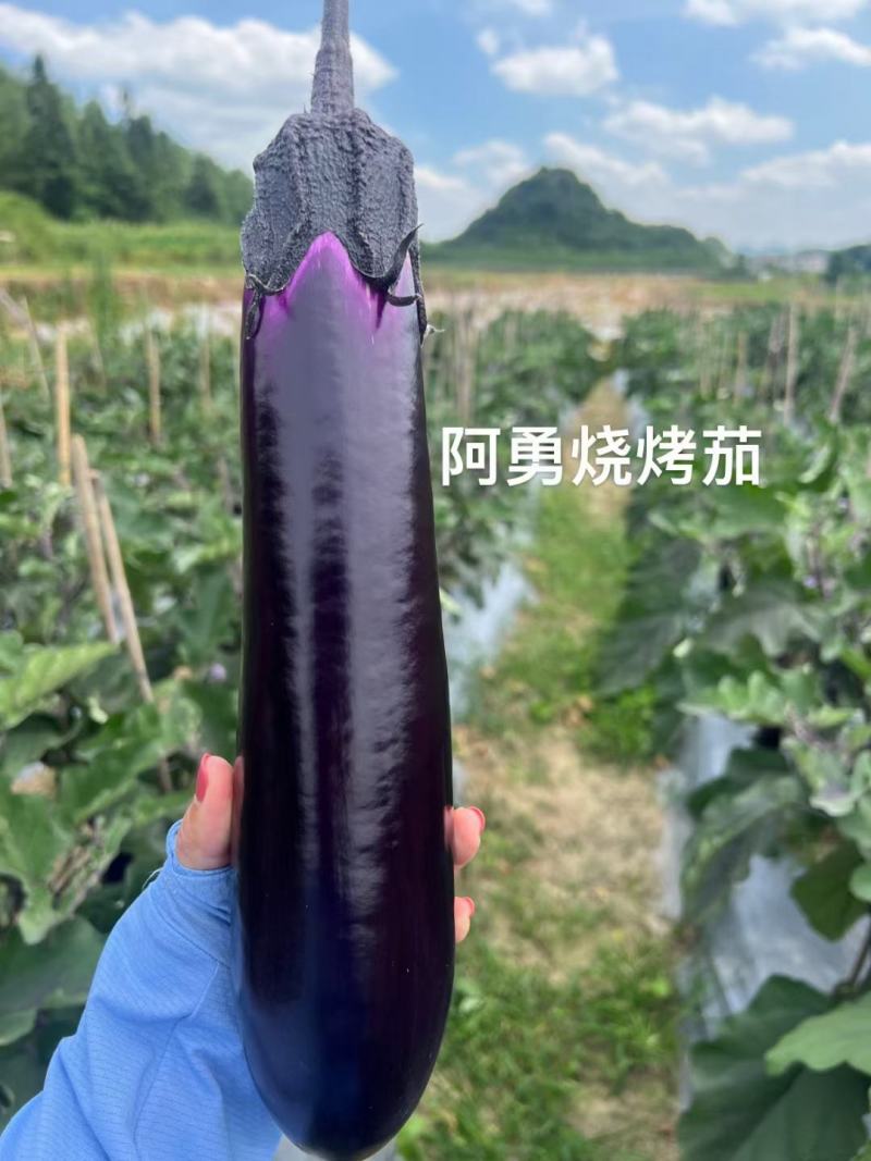 阿勇茄子紫红长茄子种子进口品种结果多不退色亩产2万斤