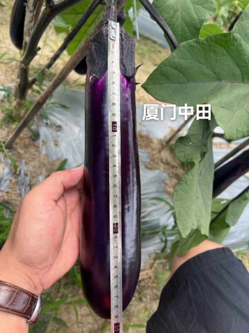 阿勇茄子紫红长茄子种子进口品种结果多不退色亩产2万斤