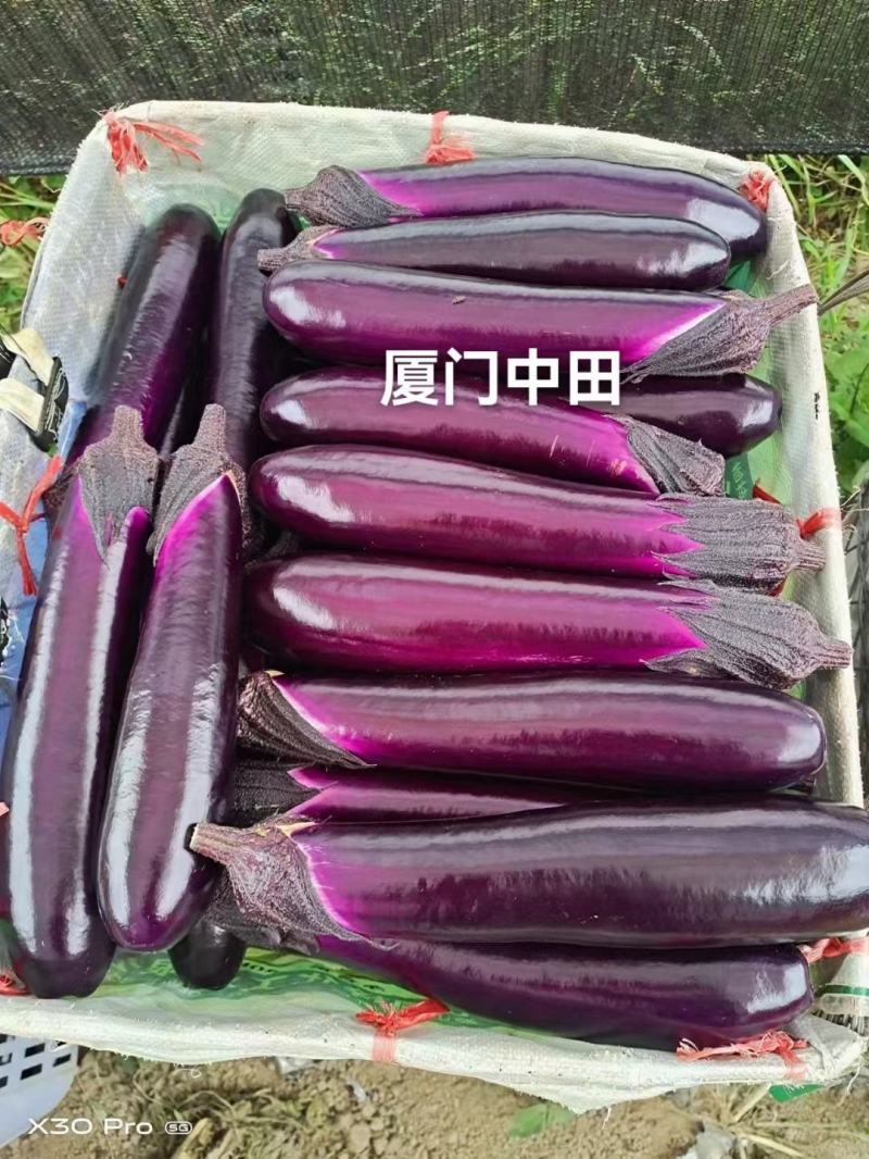 阿勇茄子紫红长茄子种子进口品种结果多不退色亩产2万斤