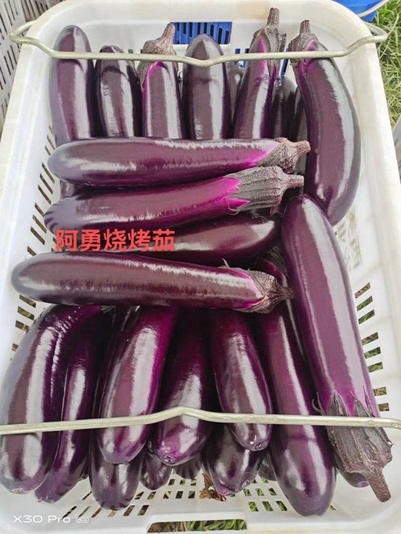 阿勇茄子紫红长茄子种子进口品种结果多不退色亩产2万斤