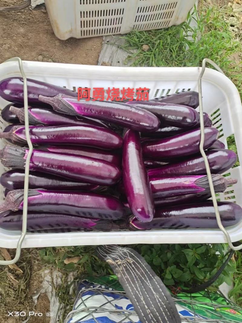 阿勇茄子紫红长茄子种子进口品种结果多不退色亩产2万斤