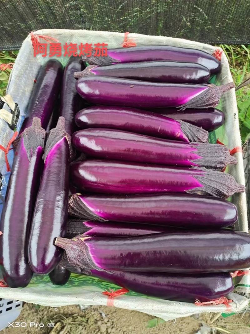 阿勇茄子紫红长茄子种子进口品种结果多不退色亩产2万斤