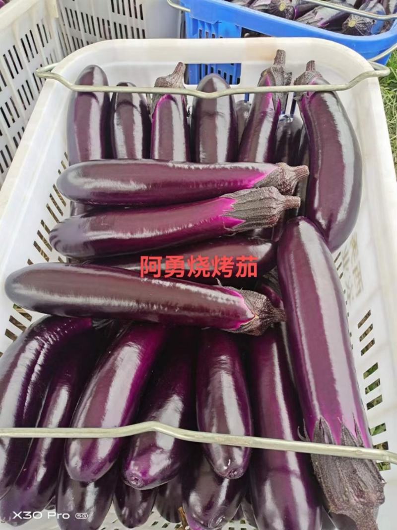阿勇茄子紫红长茄子种子进口品种结果多不退色亩产2万斤