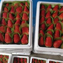 山东海阳甜宝草莓一手货源，基地代办直发