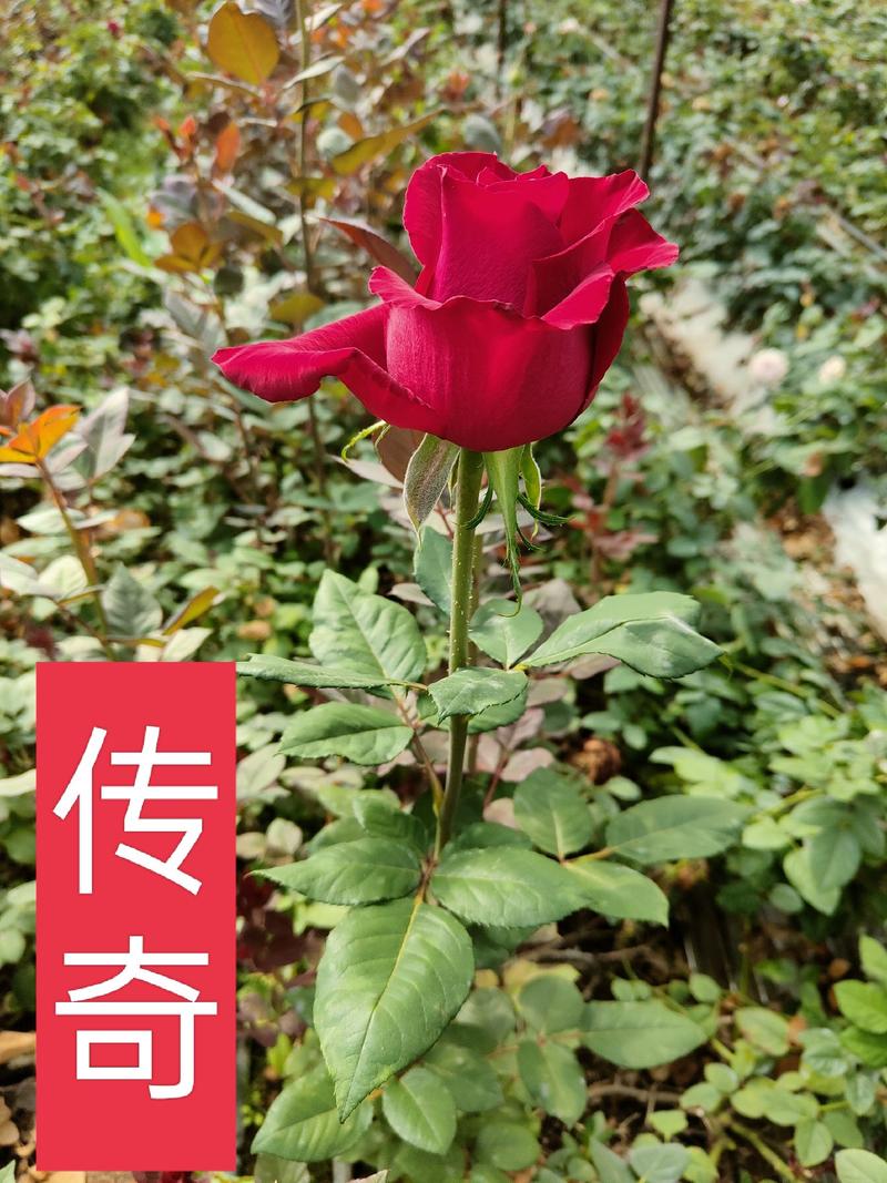 玫瑰花苗