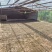 云南凤庆高端滇红蜜香型浓香型古树大金针小金针