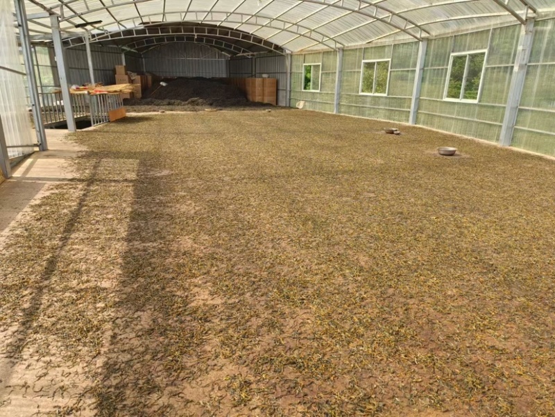 云南凤庆高端滇红蜜香型浓香型古树大金针小金针
