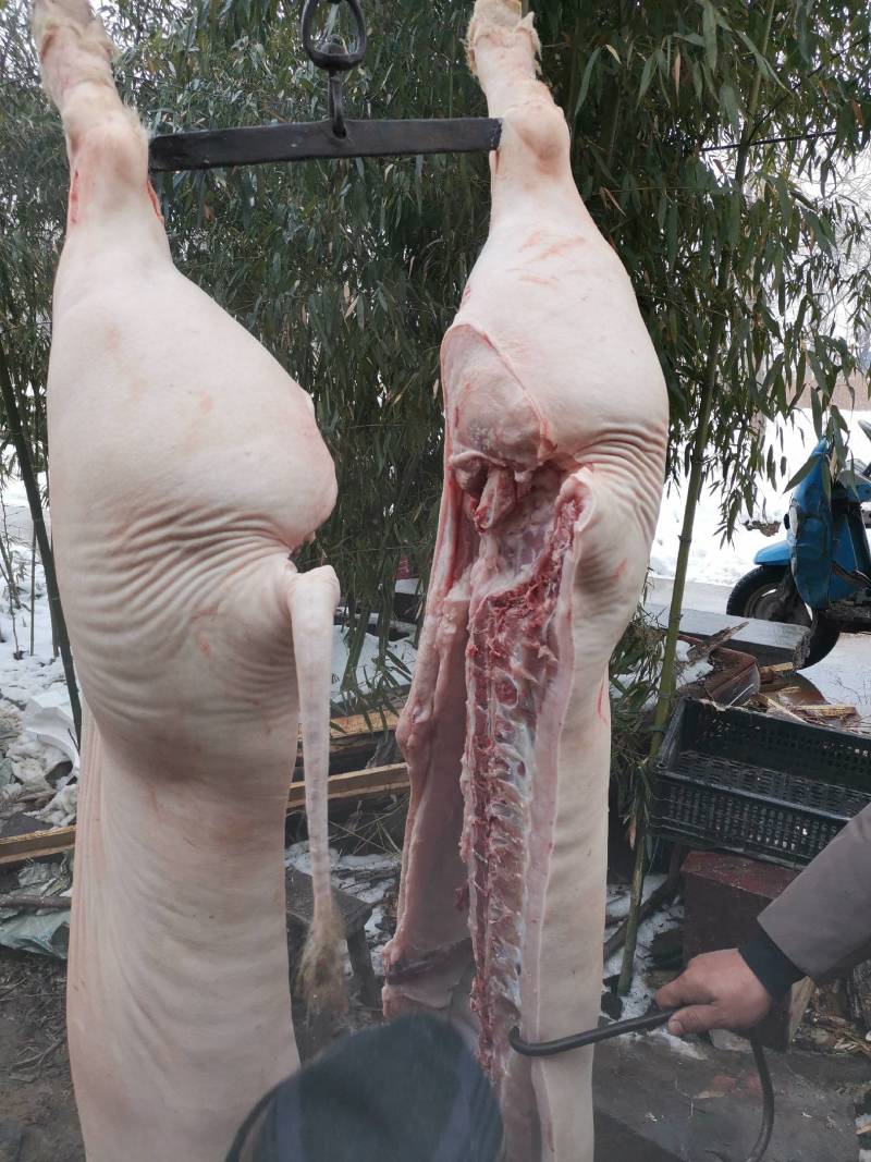 基地生态饲养纯正土猪肉