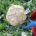 精选菜花苗穴盘苗雪白小米粒提供技术指导基地直发