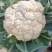 精选菜花苗穴盘苗雪白小米粒提供技术指导基地直发
