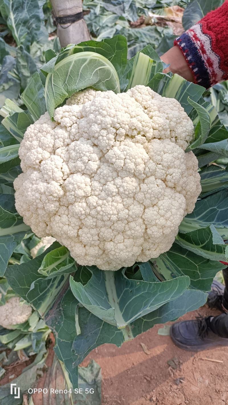 精选菜花苗穴盘苗雪白小米粒提供技术指导基地直发