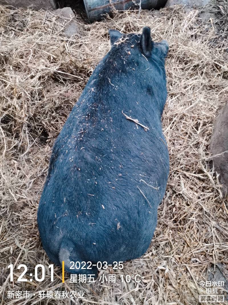 基地生态饲养纯正土猪肉