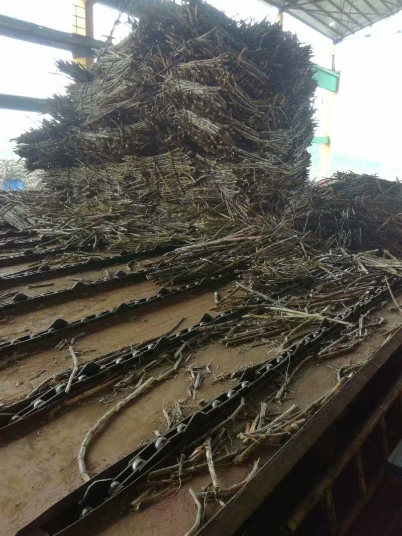 甘蔗渣广东湛江，25-26新季，糖厂仓直装
