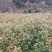 杜英小苗，杜英杯苗，精品杜英，九江杜英基地