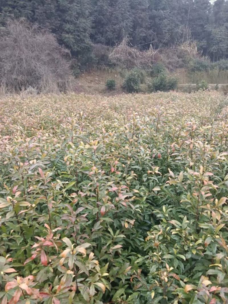 杜英小苗，杜英杯苗，精品杜英，九江杜英基地