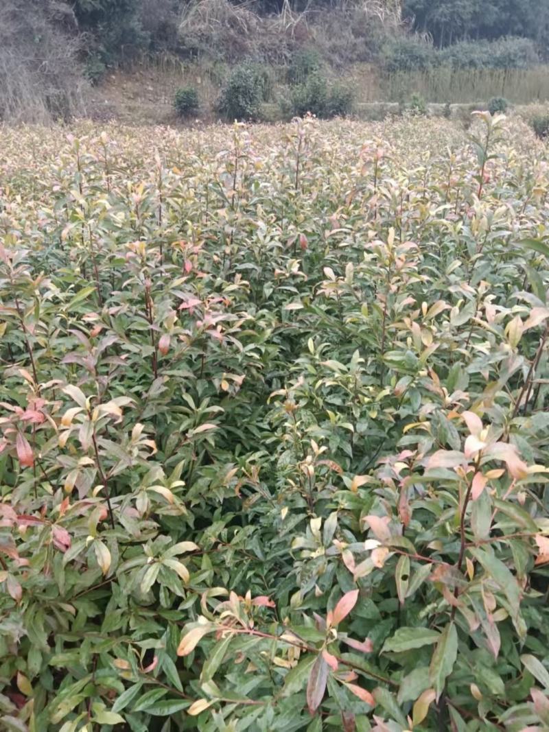 杜英小苗，杜英杯苗，精品杜英，九江杜英基地