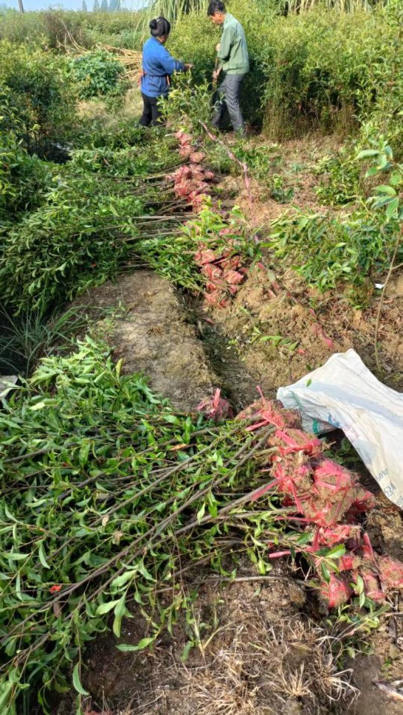 杜英小苗，杜英杯苗，精品杜英，九江杜英基地