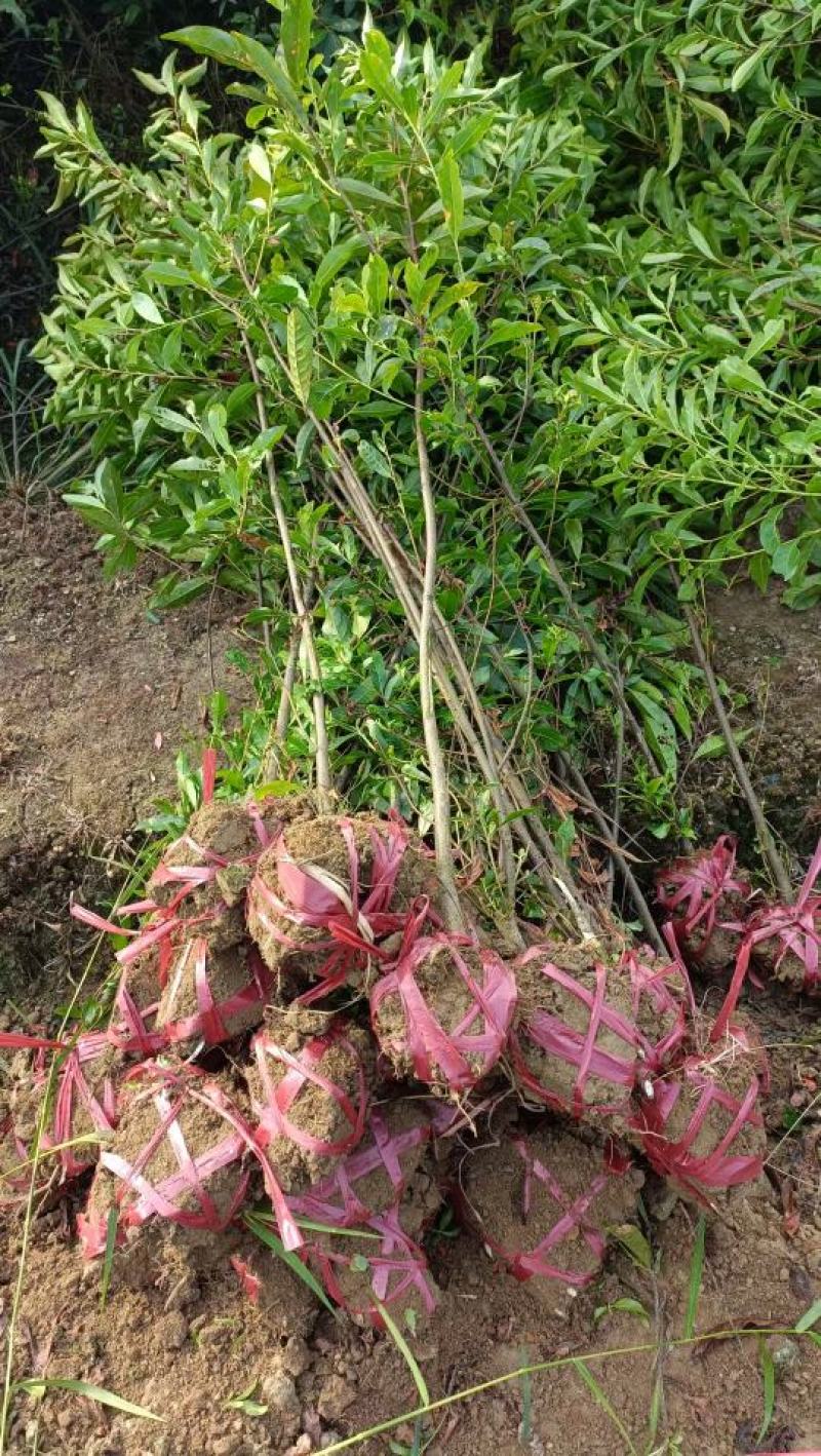 杜英小苗，杜英杯苗，精品杜英，九江杜英基地