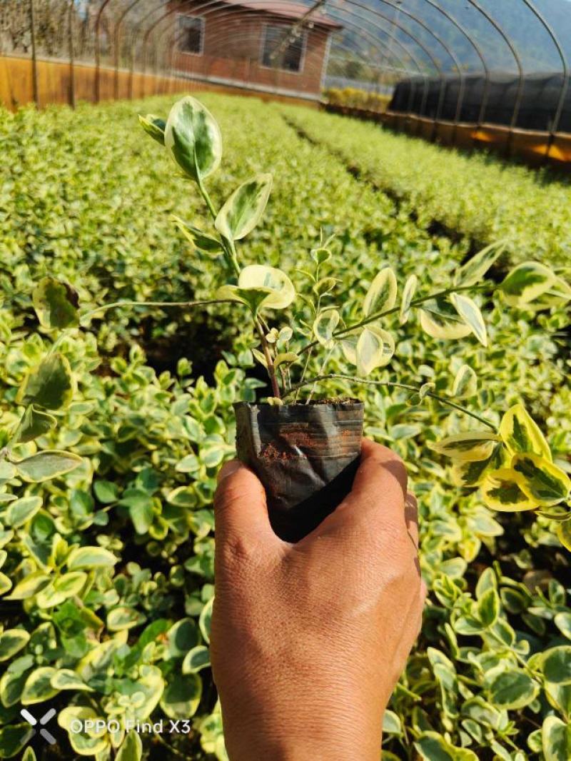 花叶蔓藤10杯苗。蝴蝶藤欢迎来电咨询