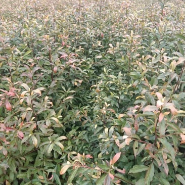 杜英小苗，杜英杯苗，精品杜英，九江杜英基地