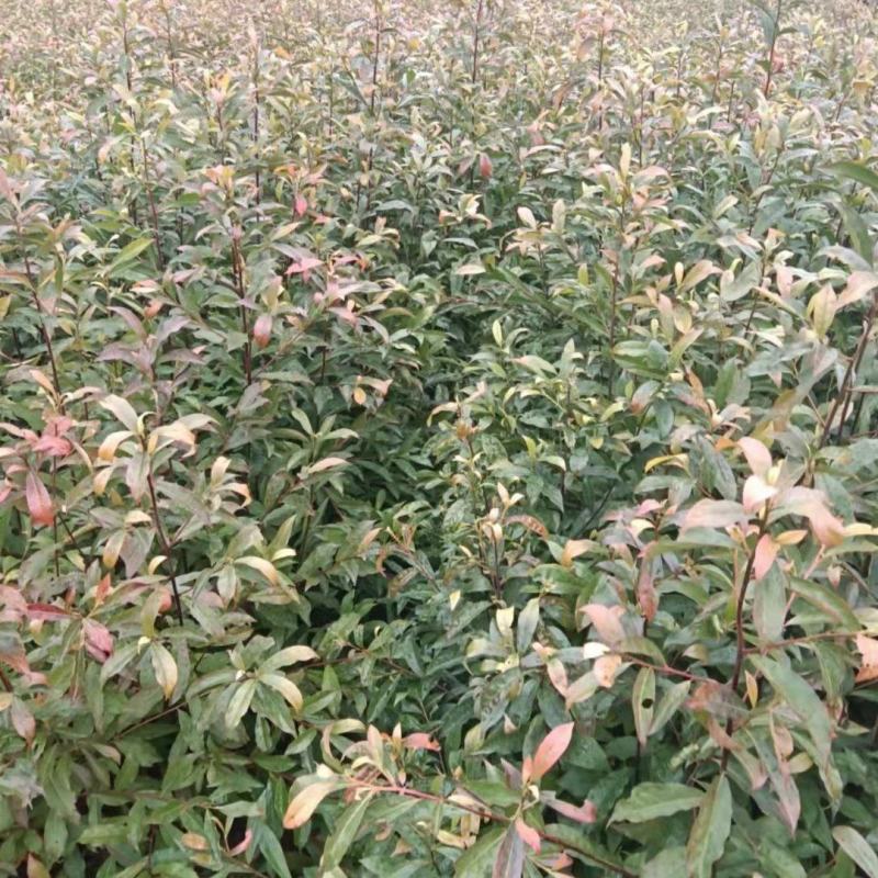 杜英小苗，杜英杯苗，精品杜英，九江杜英基地