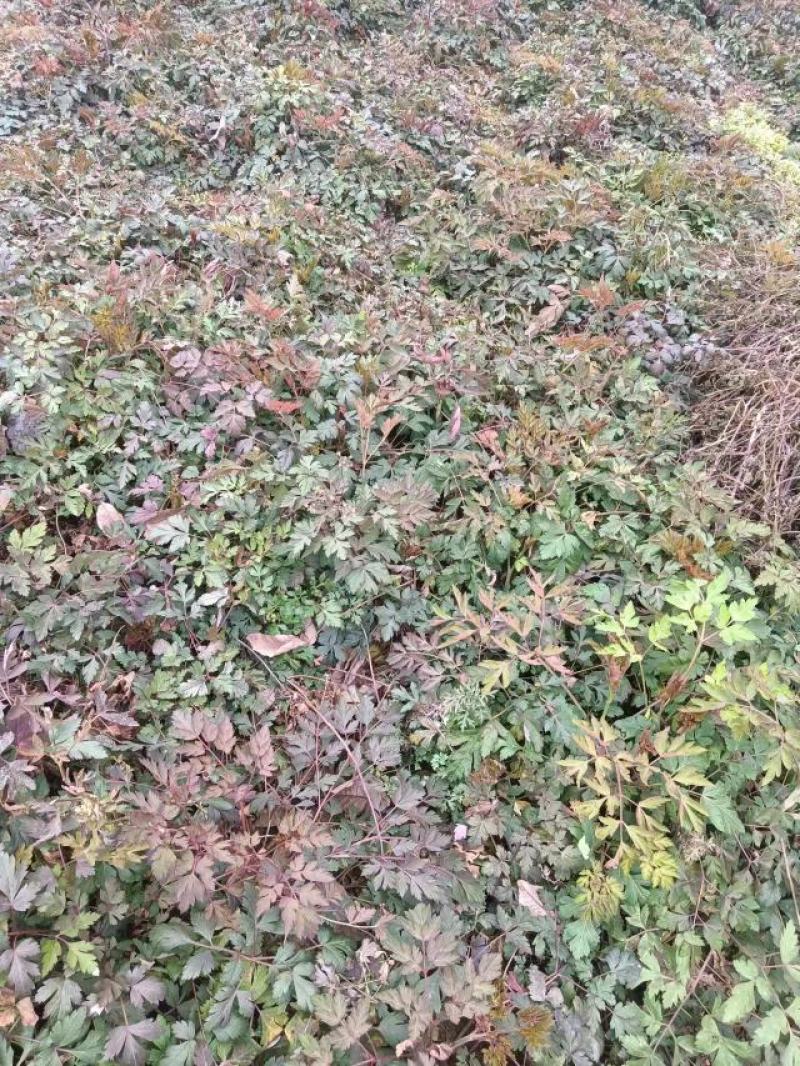 前胡贵州前胡交通方便一手货源物流发货