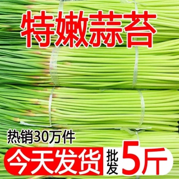现摘蒜苔5斤装新鲜嫩蒜苔批发长蒜苔农家自种蒜苔现摘现发