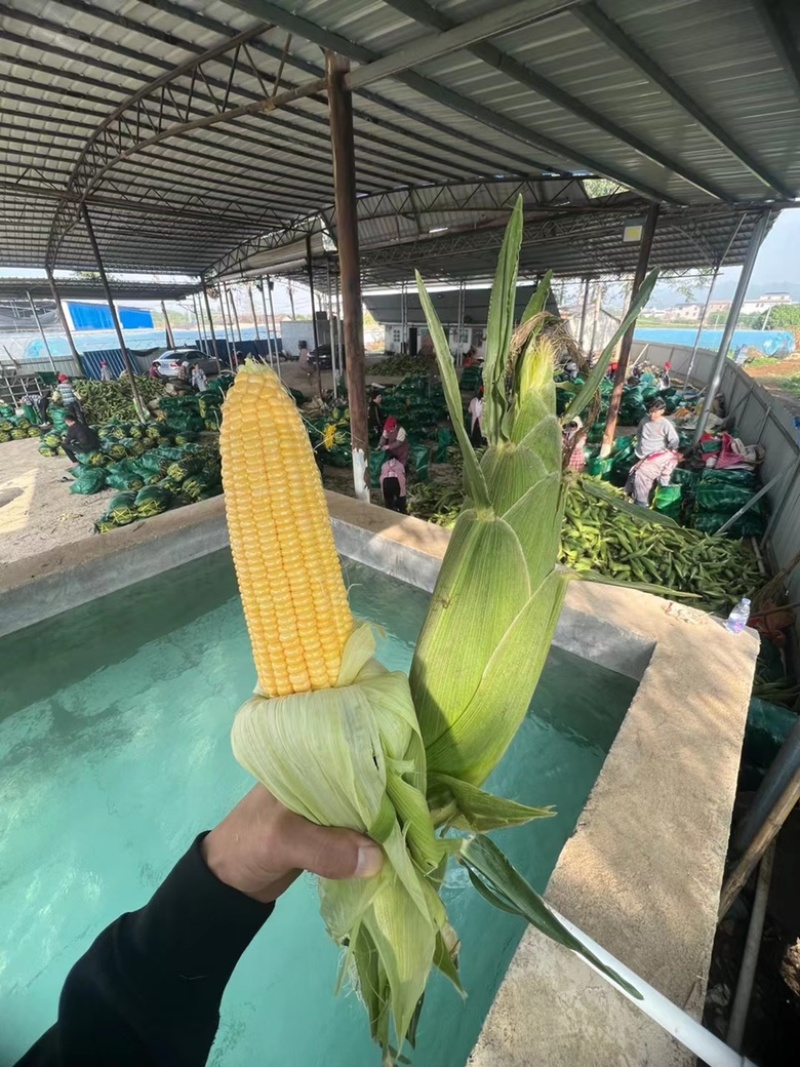 海南太阳花水果玉米，货源充足，市场，电商，工厂货都有