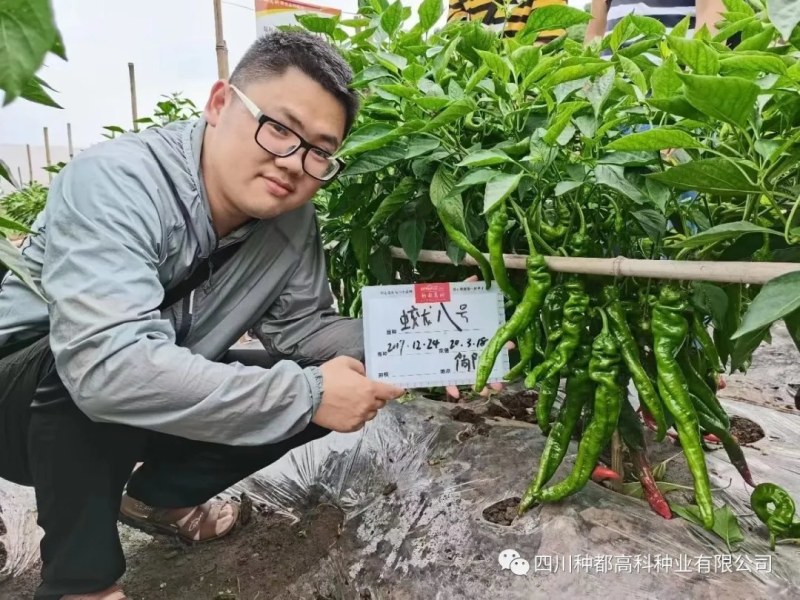 螺丝椒辣椒种子口感好产量高抗病性强市场表现好