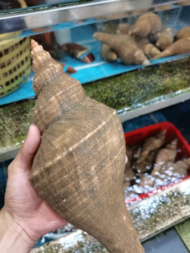 广东本港大响螺长期有货