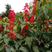 一串红种子四季种易活串串红花种籽子庭院室外绿化景观花籽