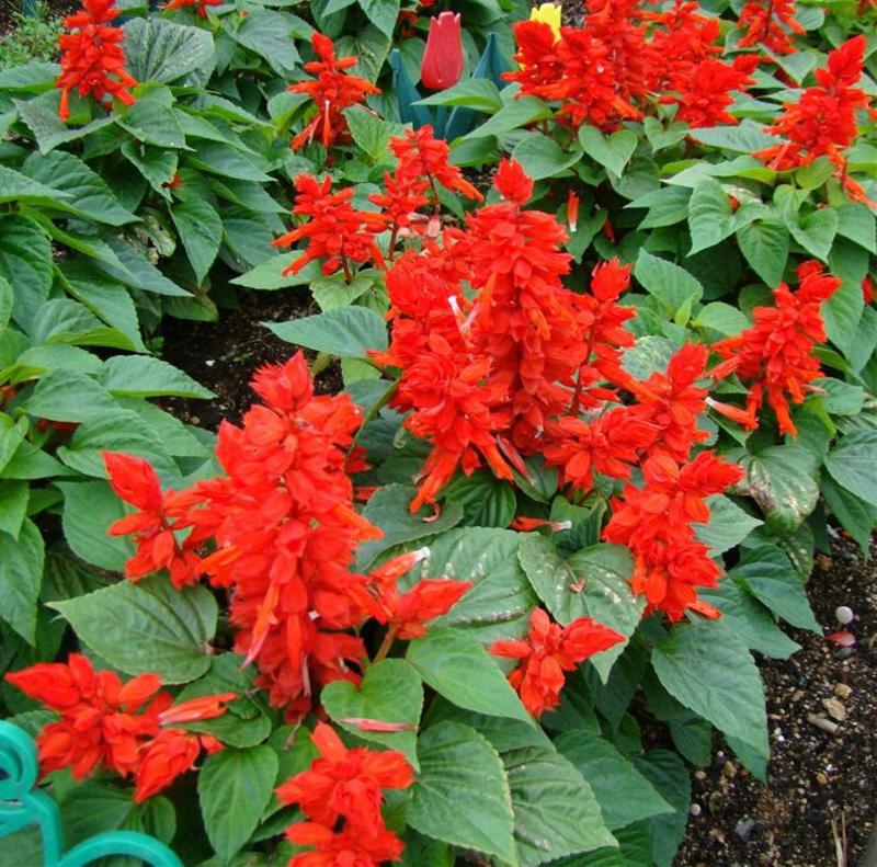 一串红种子四季种易活串串红花种籽子庭院室外绿化景观花籽