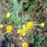 野菊花